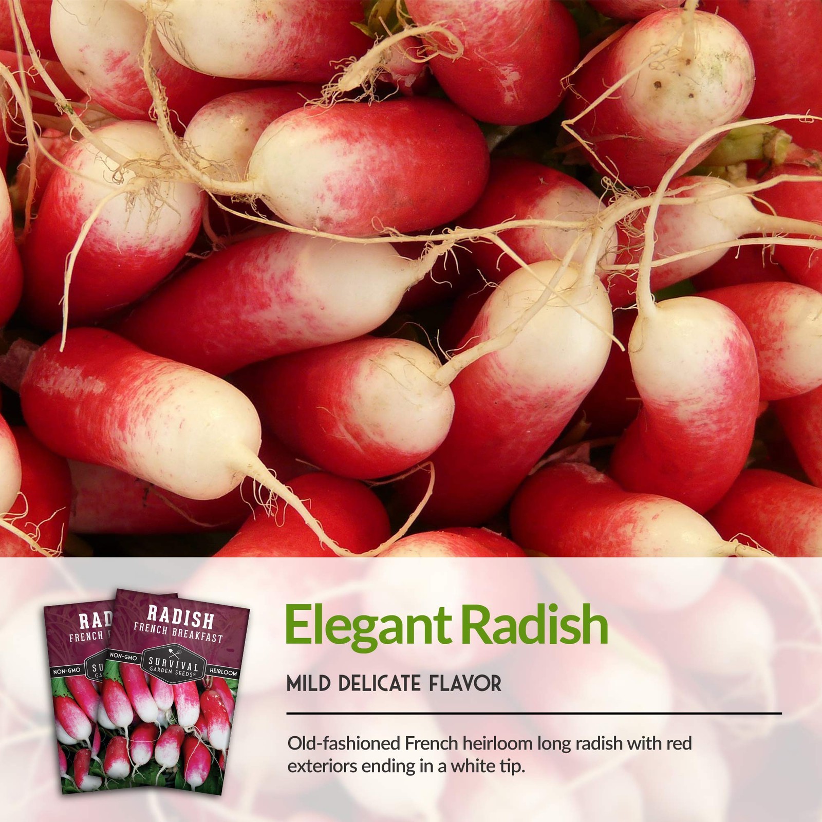 FastGrowing Heirloom Radish Seeds for Spring & Fall Planting 5 Packs