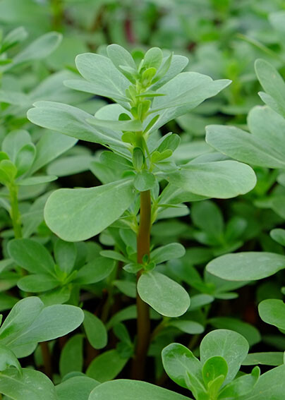 Green Purslane Seeds | Organic