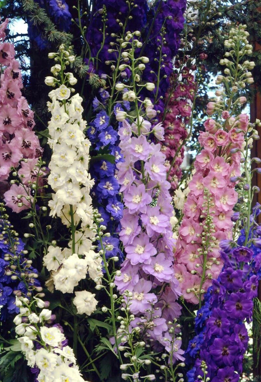 Delphinium ‘Pacific Giant Mix’ 25 perennial seeds