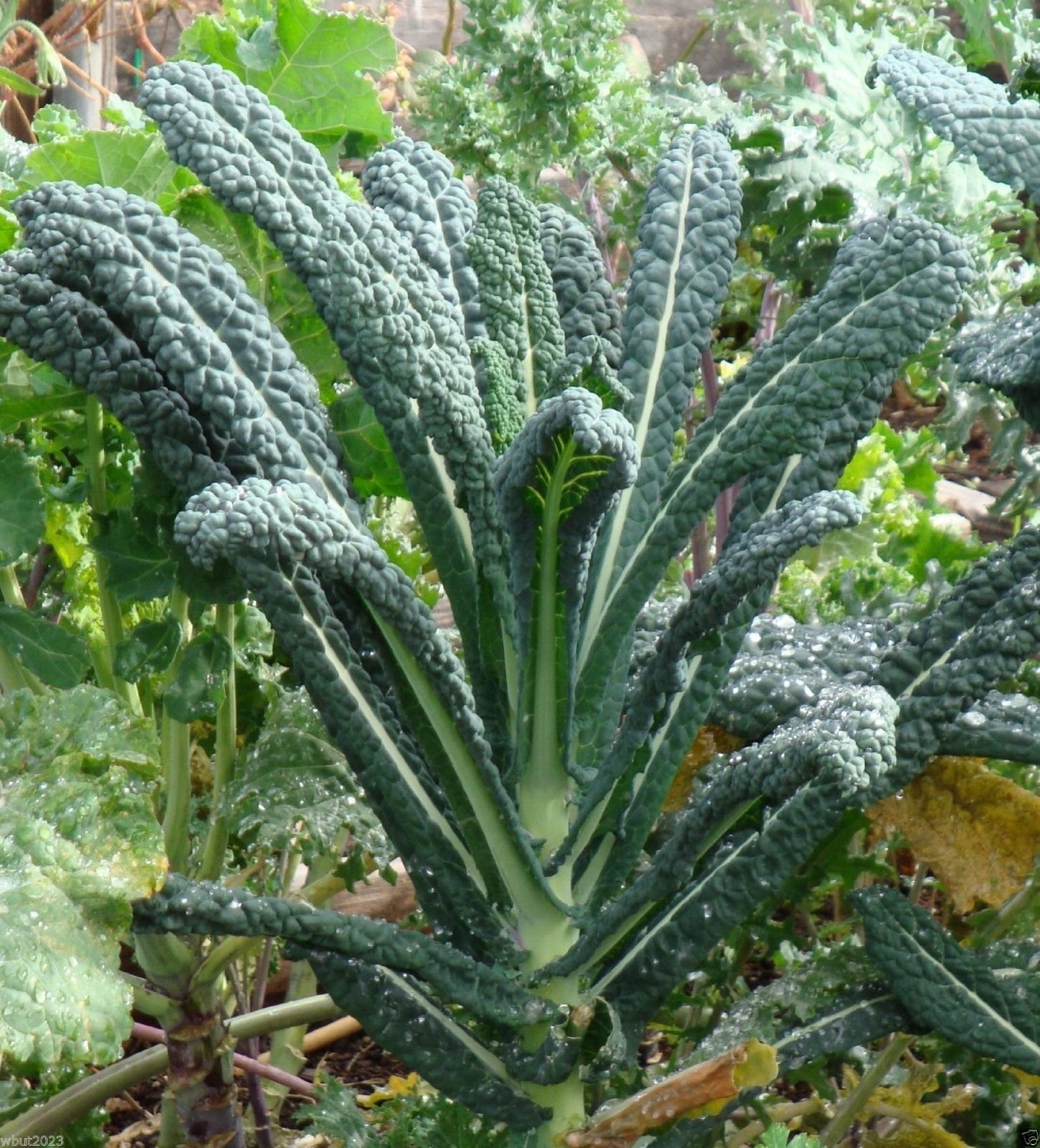 Kale Lacinato (AKA Dinosaur or Tuscan) Great Heirloom Vegetable 1 Oz Seeds