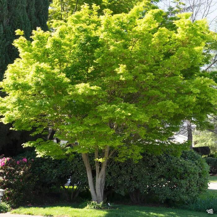 Japanese Maple Tree Seeds (Acer palmatum), 50 Fresh seeds