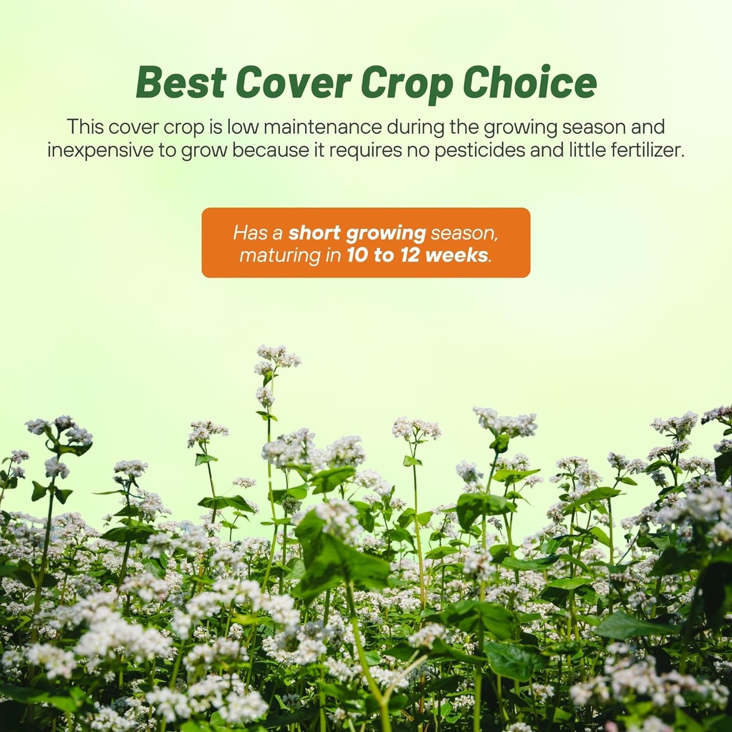 20 LBS Buckwheat Seed For Planting Cover Crops & Green Manure