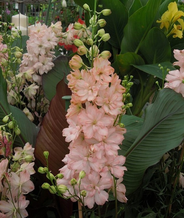 50 Salmon King Delphinium Seeds Perennial Garden Flower Seed Flowers 817 USA