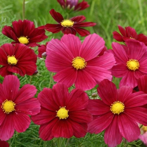 50+Seeds| Rubenza’ Cosmos Seeds Seeds #L010