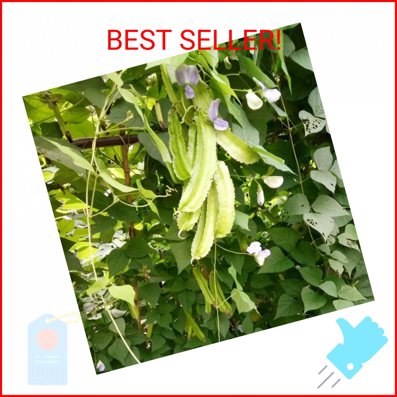 100+ Winged Bean Seeds Four Angled Bean Manila Bean King Shire Winged Bean Drago