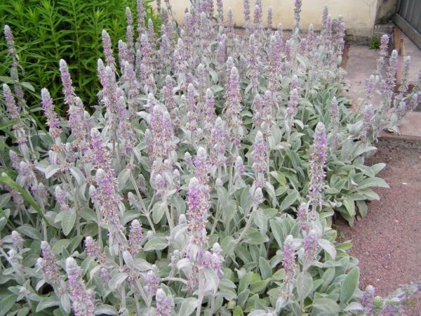 3 Bare Roots Lambs Ear Stachys Byzantina Lanata Perennial For Immediately Plant