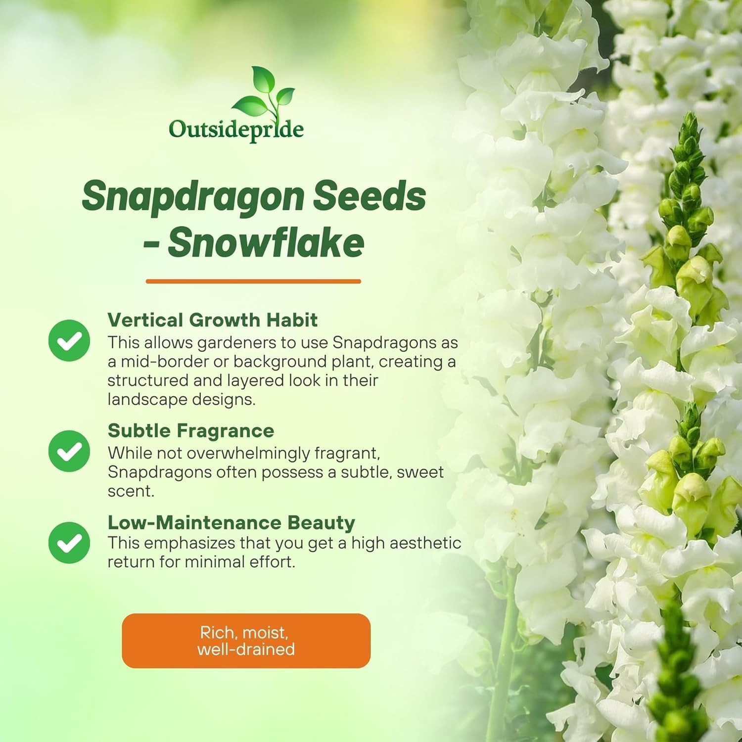 10000 Seeds Snapdragon Seeds – Tall White Snapdragon Flower Seed
