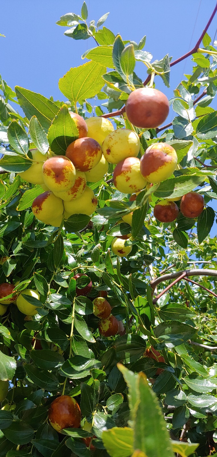 15 JUJUBE FRUIT TREE SEEDS RED CHINESE DATE INDIAN PLUM Superfruit Fast Hardy