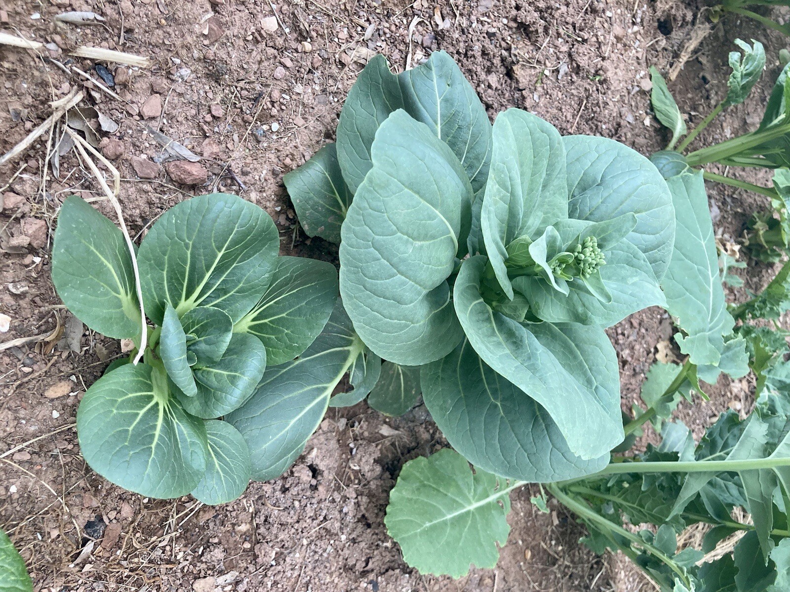 100+ Seeds Pak Choi Vegitable Seeds Pagoda / Garden USA 油菜 上海青