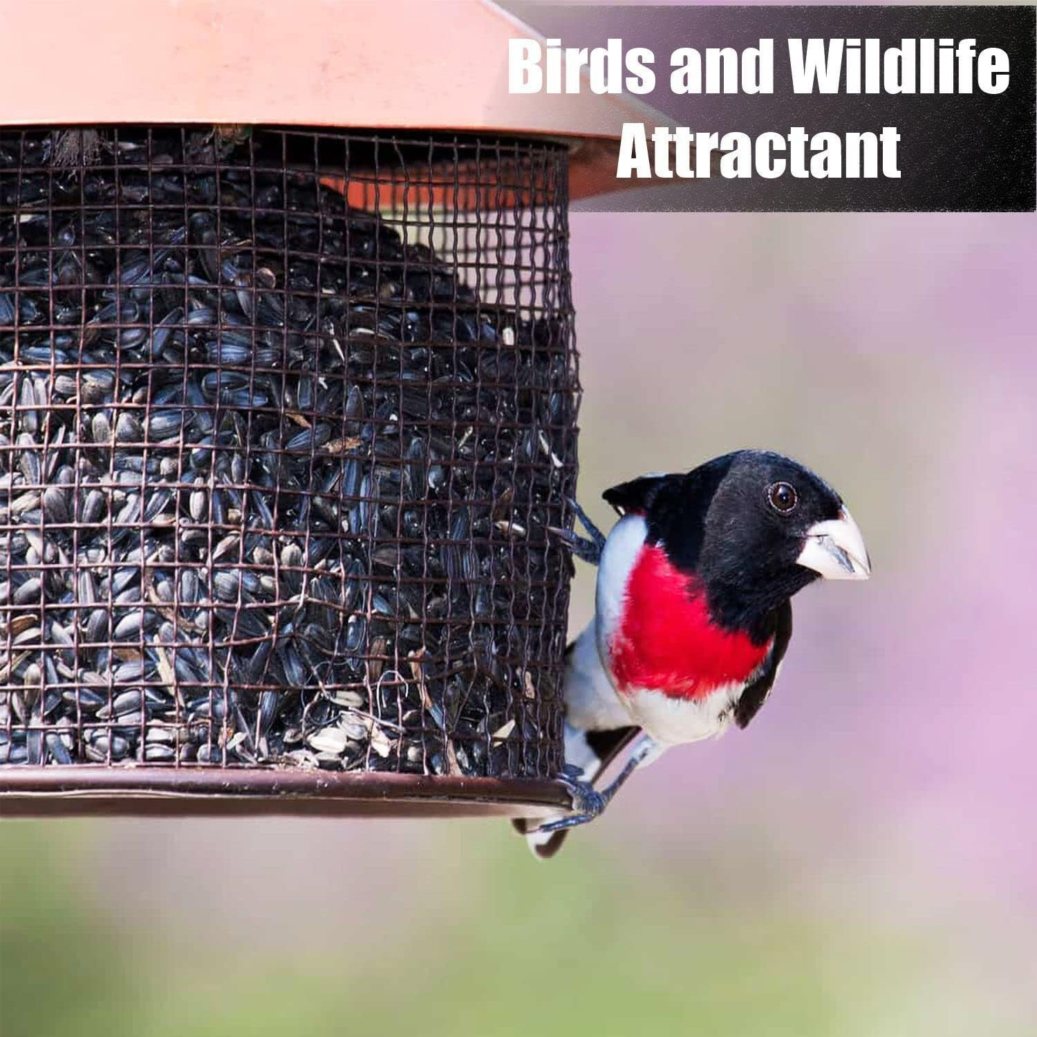 Wildlife Black Oil Sunflower Seeds for Birds and Wildlife, Non-Gmo & USA Grown o