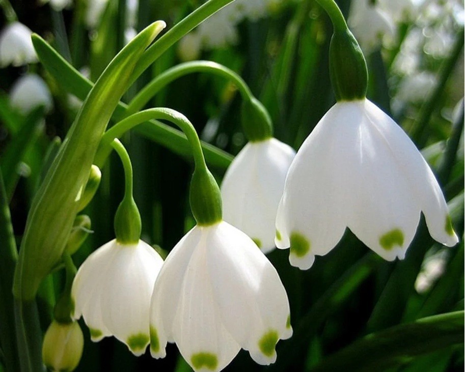 10 Leucojum Aestivum Summer Snowflake Perennial Flower Bulbs Easy To Grow Plants