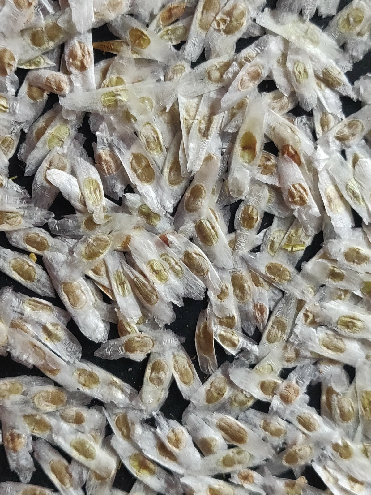 SEMILLAS DE TRONADORA DIABETINA HIERBA DE SAN PEDRO TECOMA STANS YELLOW ELDER