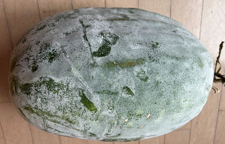 30+ Wax Gourd Seeds (Winter Melon, 冬瓜) — Harvested in 2025