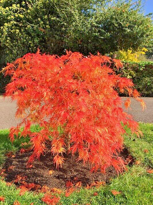 15 VIRIDIS LACELEAF MAPLE SEEDS – Acer palmatum var. dissectum ‘Viridis’