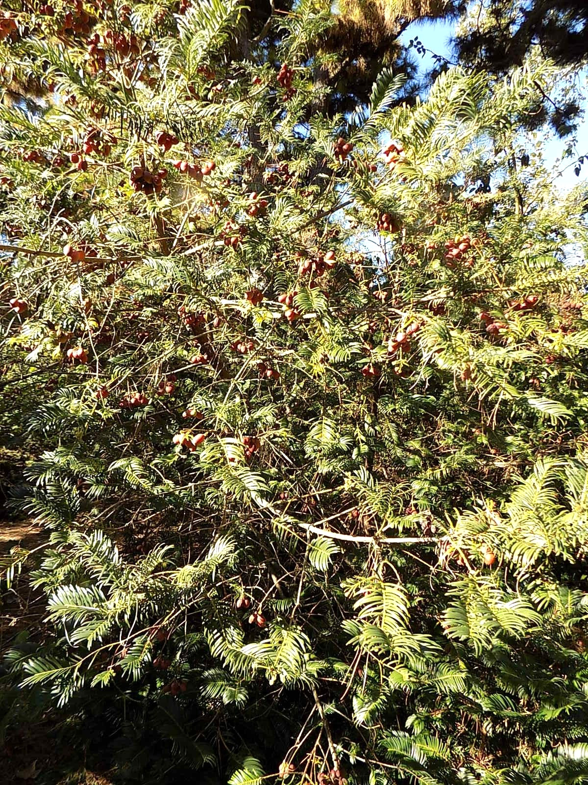 5 JAPANESE PLUM YEW SEEDS -Cephalotaxus harringtonia