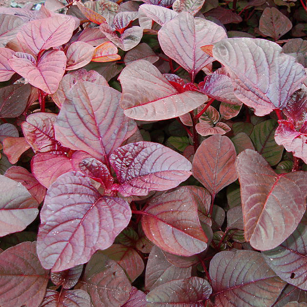 500 RED GARNET AMARANTH Amaranthus Tricolor Vegetable Flower Seeds *Comb S/H