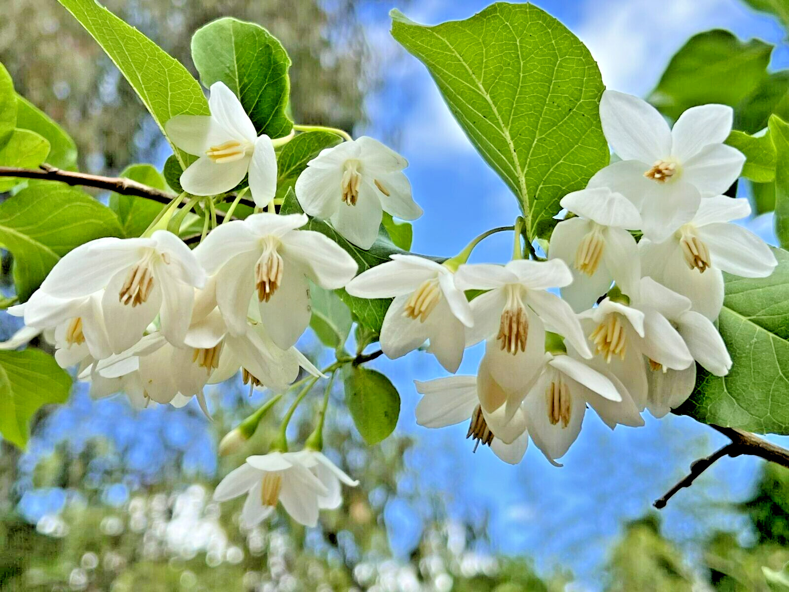 10 SOHUKSAN JAPANESE SNOWBELL SEEDS – Styrax japonicus ‘Sohuksan’