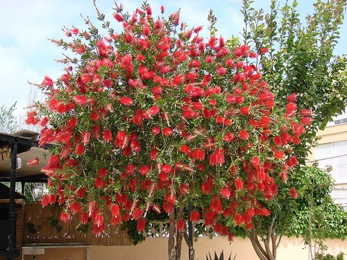 Callistemon Viminalis 5000+ Seeds, Ornamental Weeping Bottle Brush Tree, Bonsai
