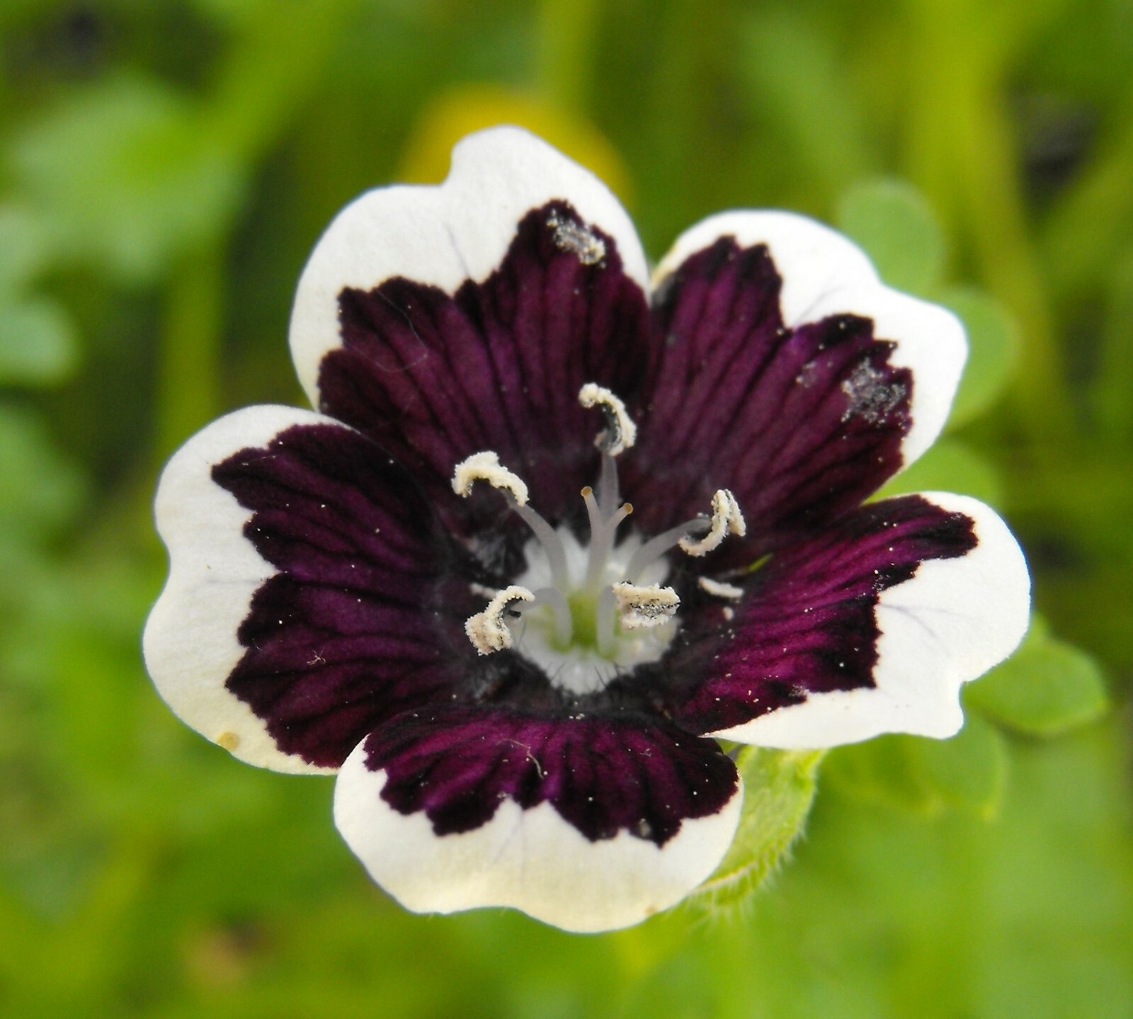 Nemophila menziesii Penny Black 10 seeds