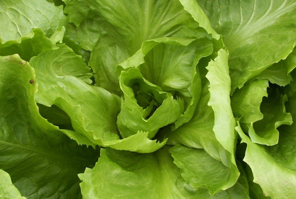 Endive Seed: Batavian Full Heart Endive Fresh Seed