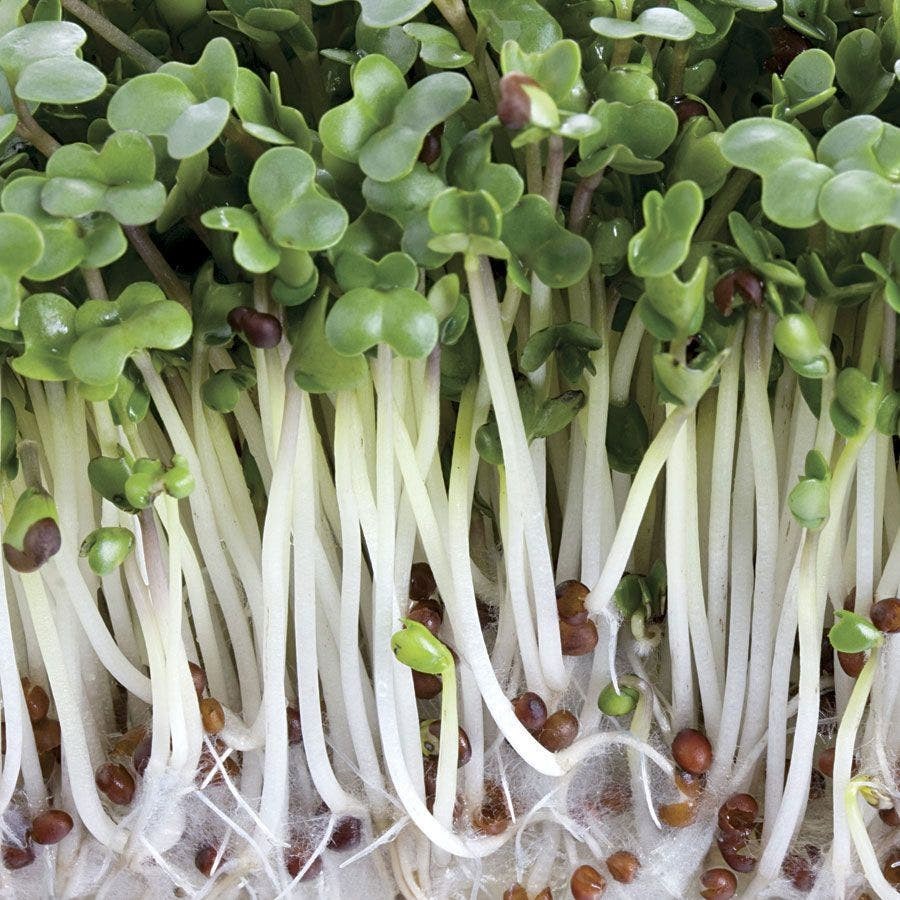 100 Broccoli Sprouting Seeds Non-GMO Seeds For Sprouting