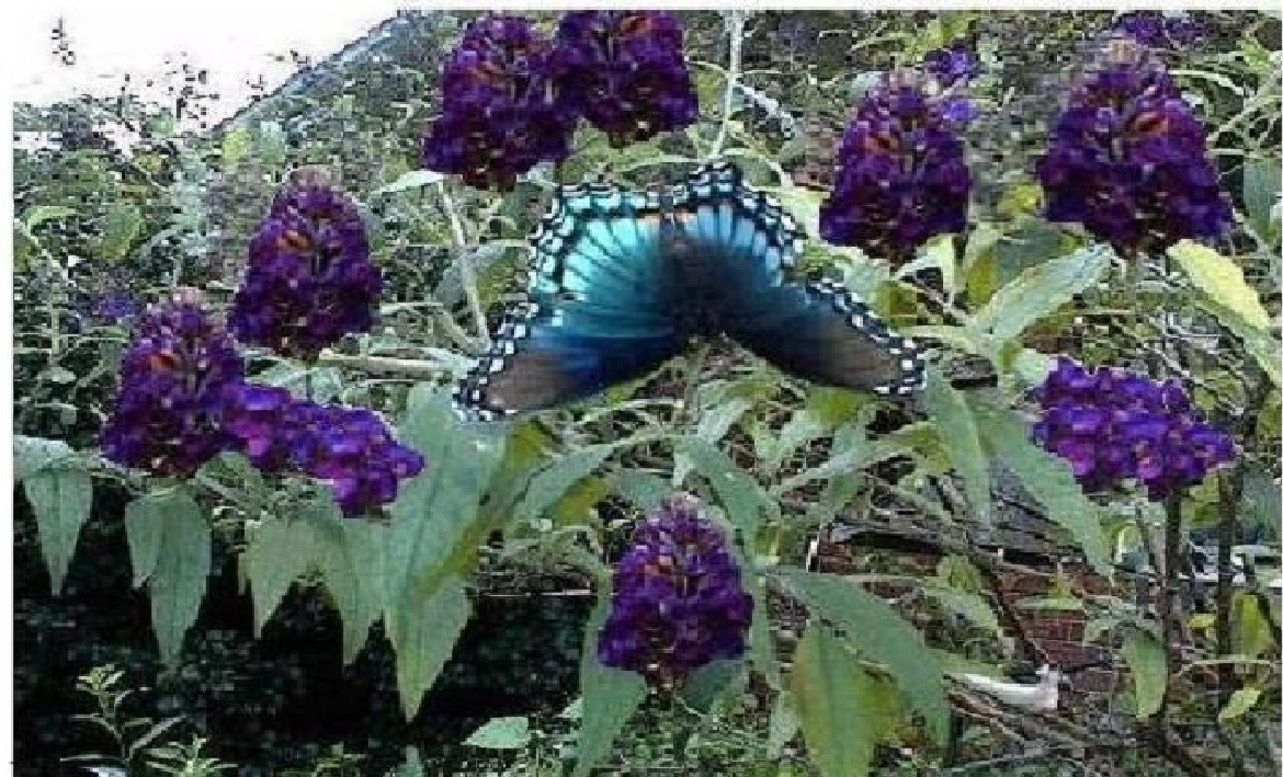 500 + Seeds BLACK KNIGHT Purple Butterfly Budhelia Bush Perennial USA Seller