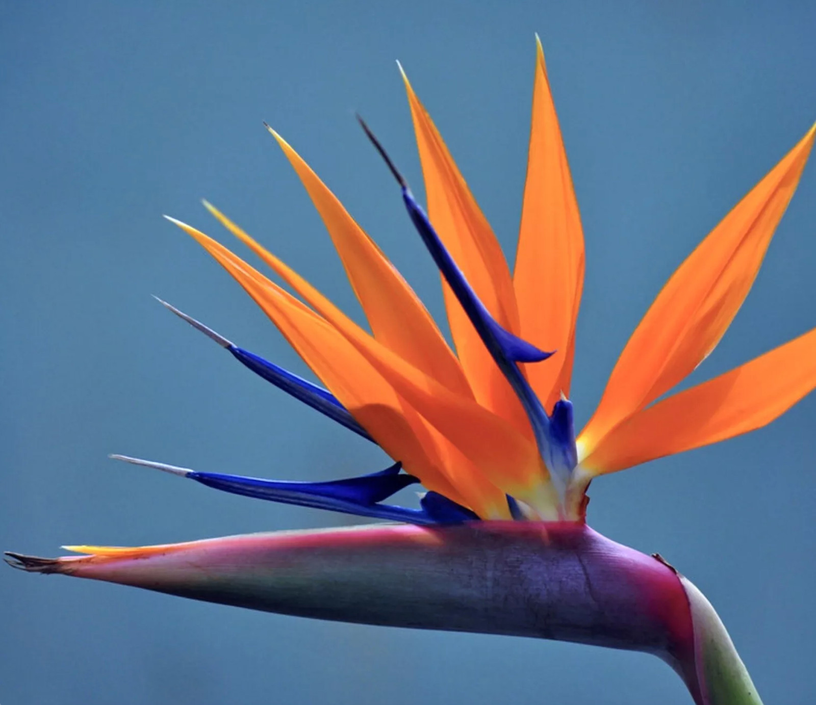 3 ORANGE BIRD OF PARADISE Strelitzia Reginae Crane Flower Seeds