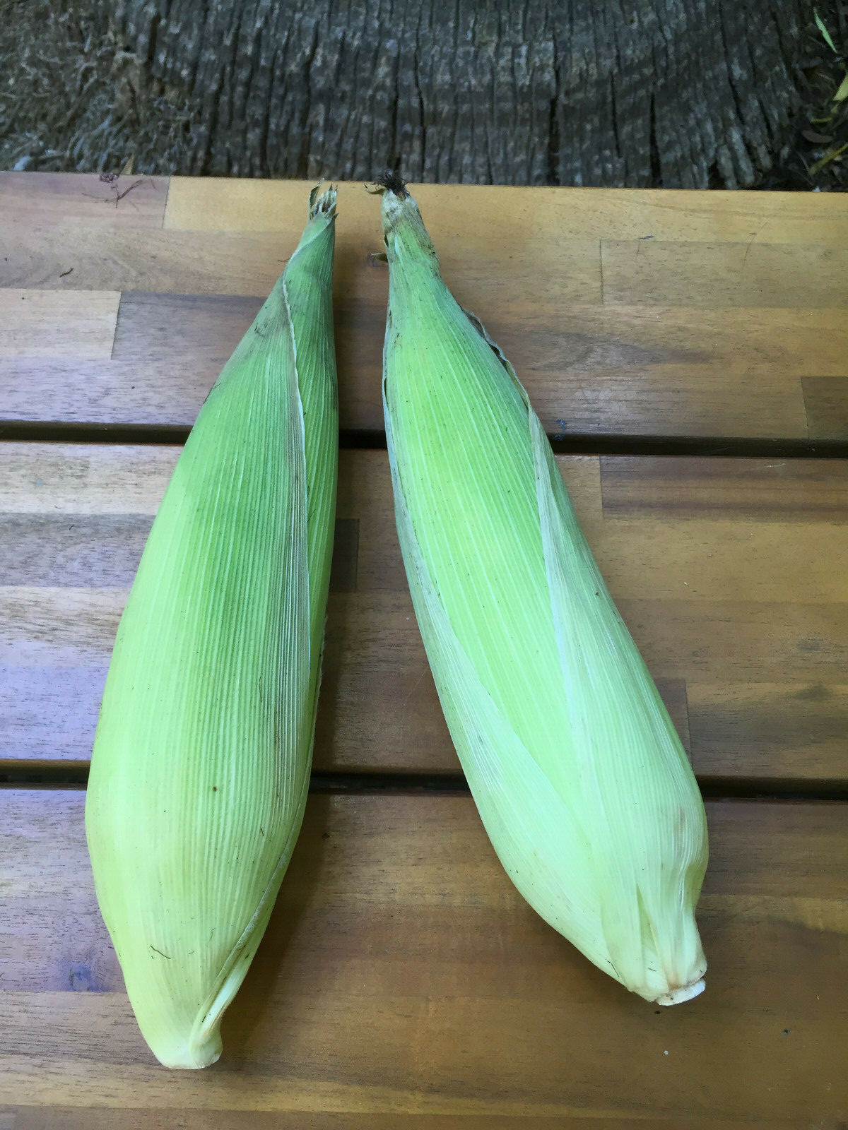 Elote Blanco Mexicano Maiz Elotero Big White Mexican Corn-on-the-Cob 150 SEEDS