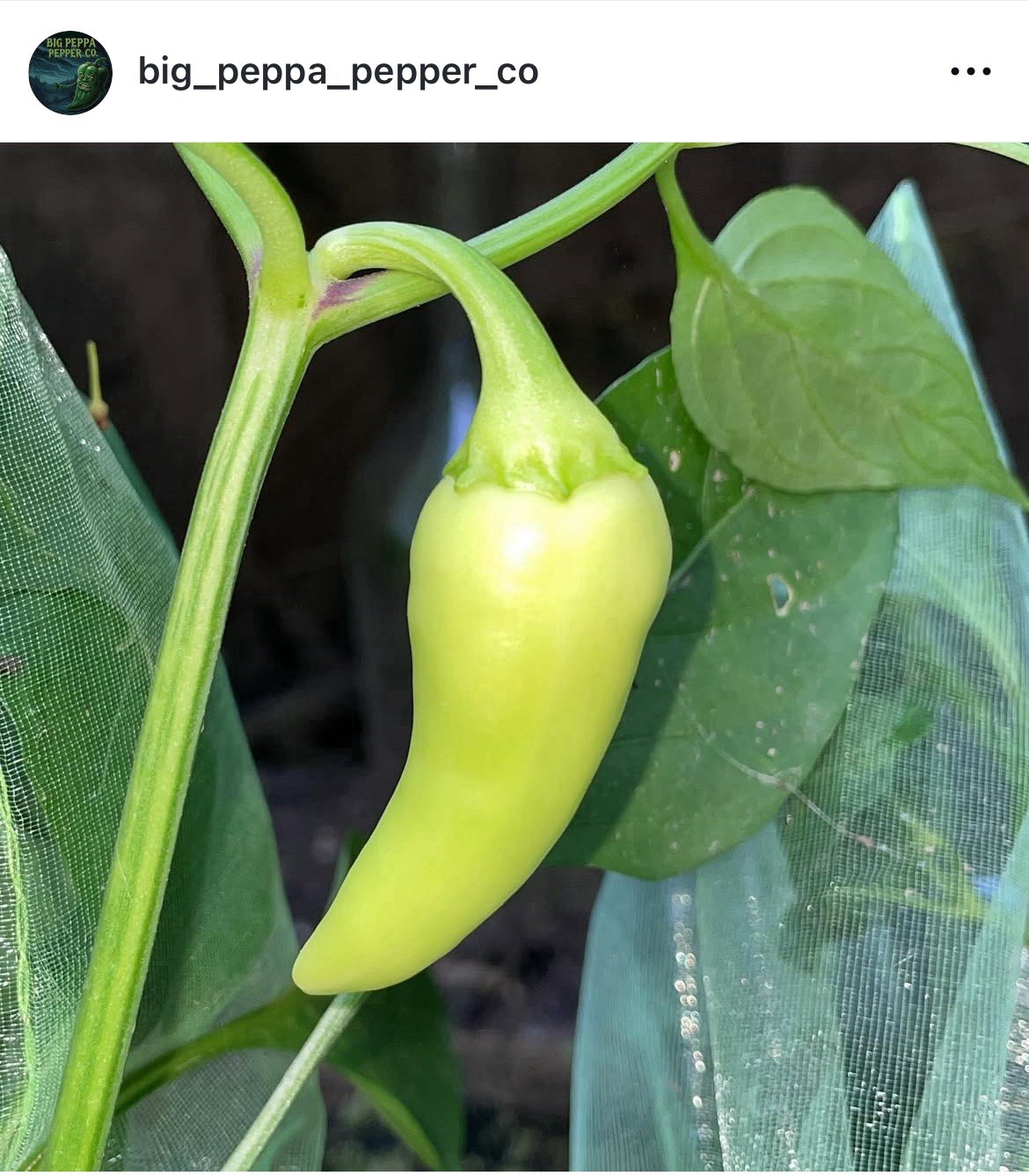 [SANTA FE GRANDE] PEPPER SEEDS FREE SHIPPING! USA GROWN🌱