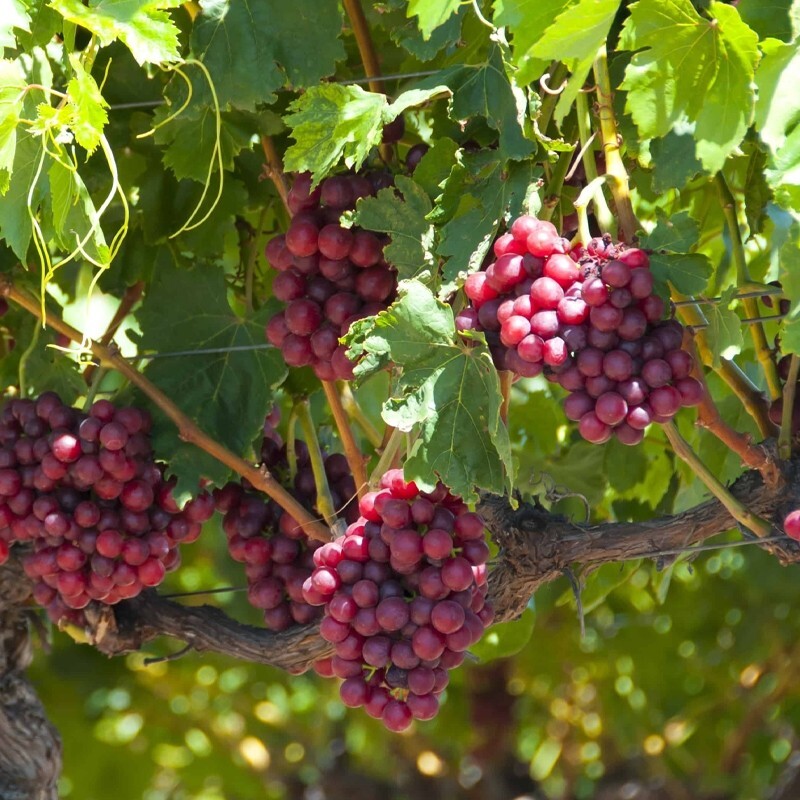 RED CATAWBA BUNCH GRAPE VINE- 3 cuttings , no roots