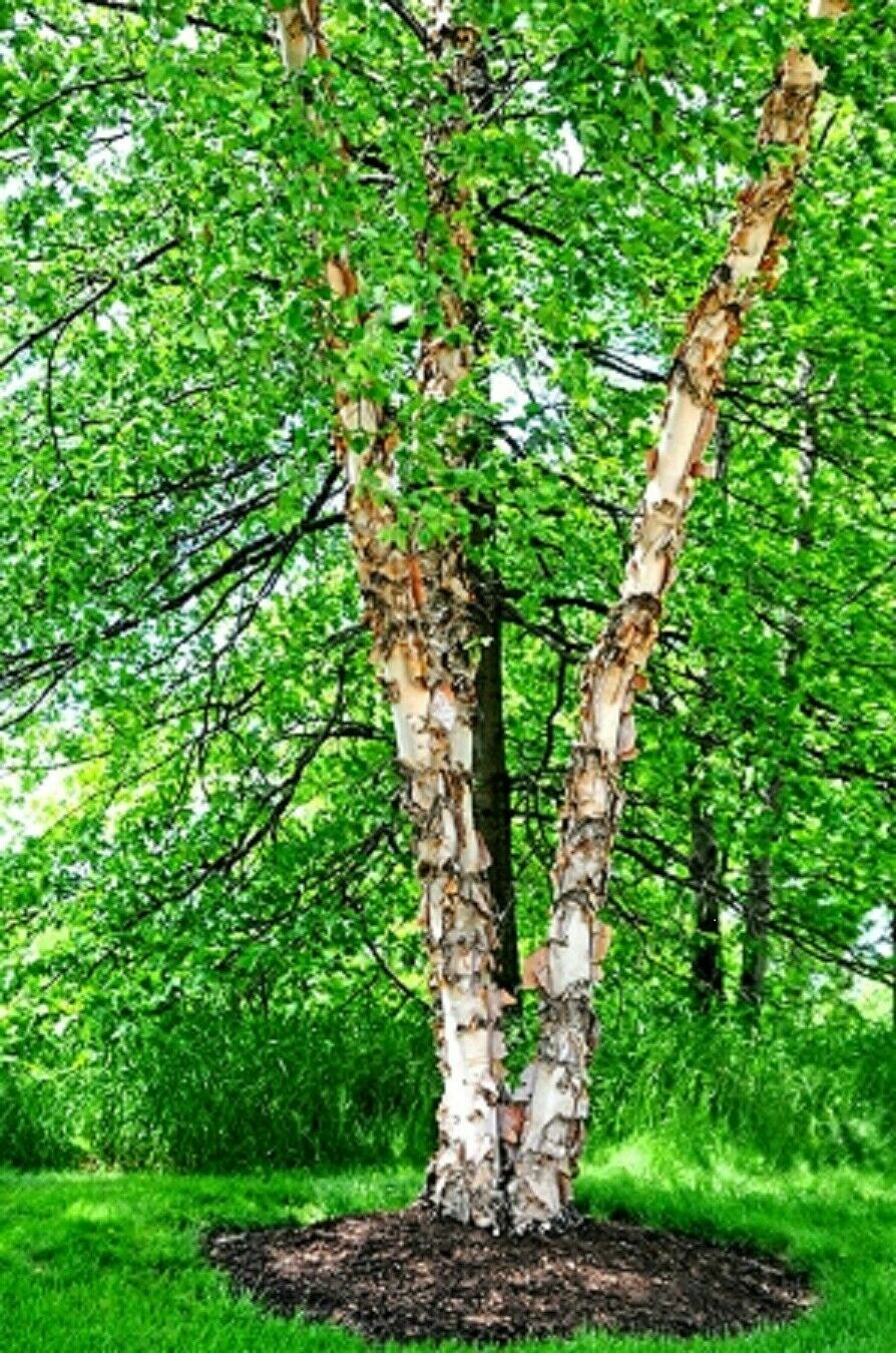 River Birch Tree Seeds Black Birch Betula Nigra Plant Fast Hardy Fall Color