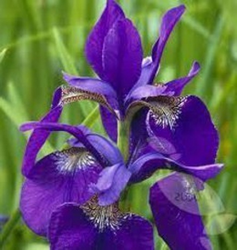 Iris sibirica Caesar’s Brother 25 seeds