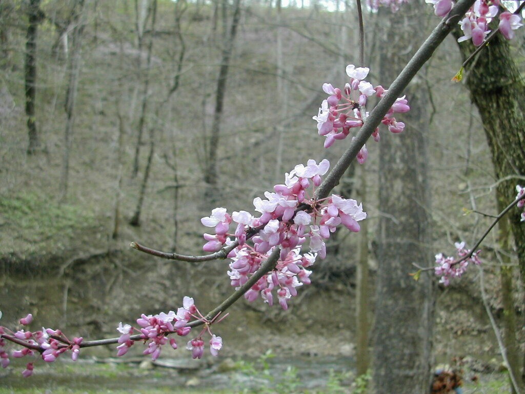 100+ Eastern Redbud Tree Seeds ( Cercis canadensis ) – Pink – – Free Shipping –