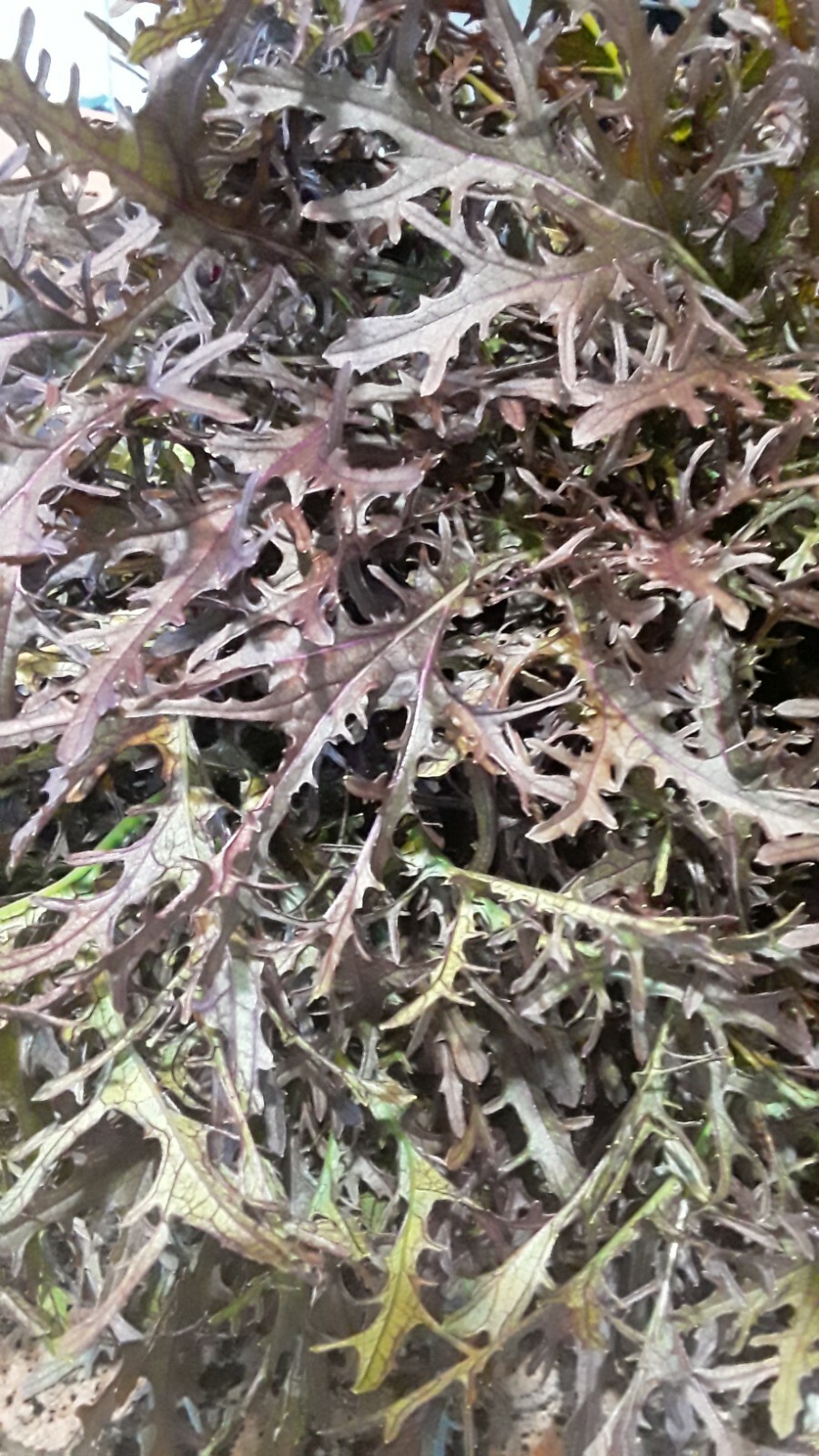 400 Seeds Red Leaf Mizuna Japanese mustard seeds.