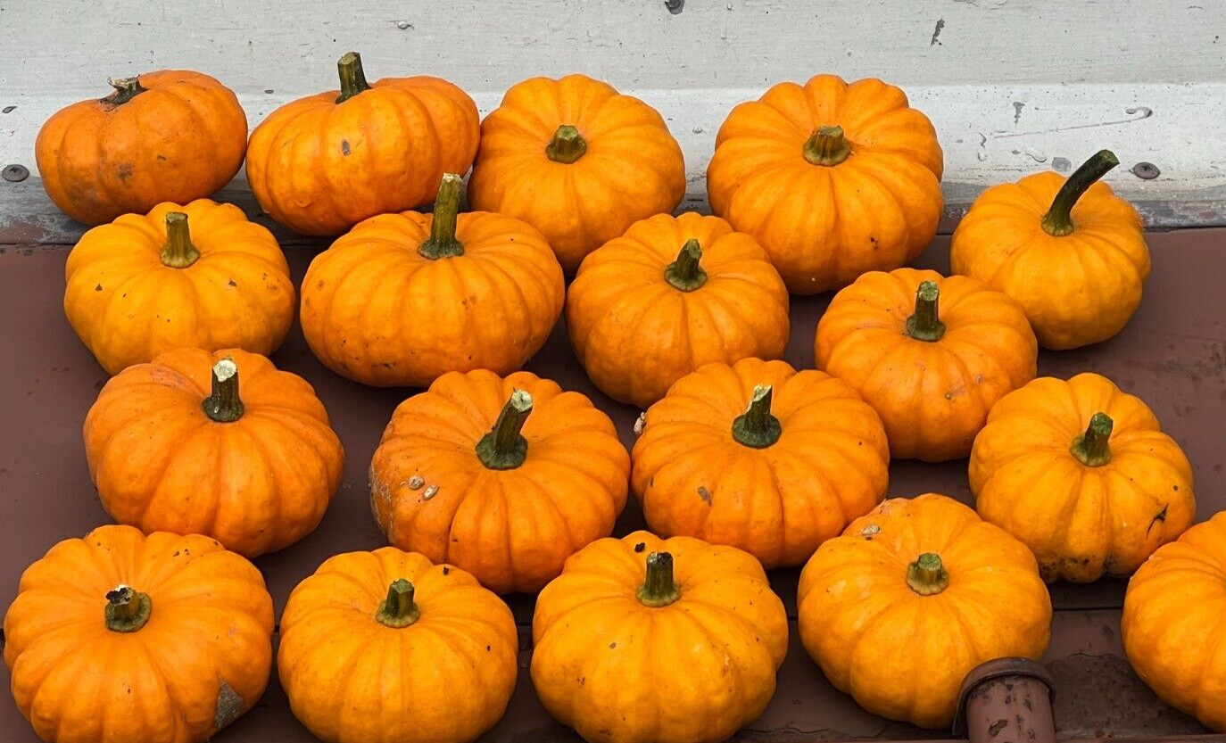 Jack Be Little Pumpkin Seeds – Mini Pumpkins – Non-GMO / Heirloom