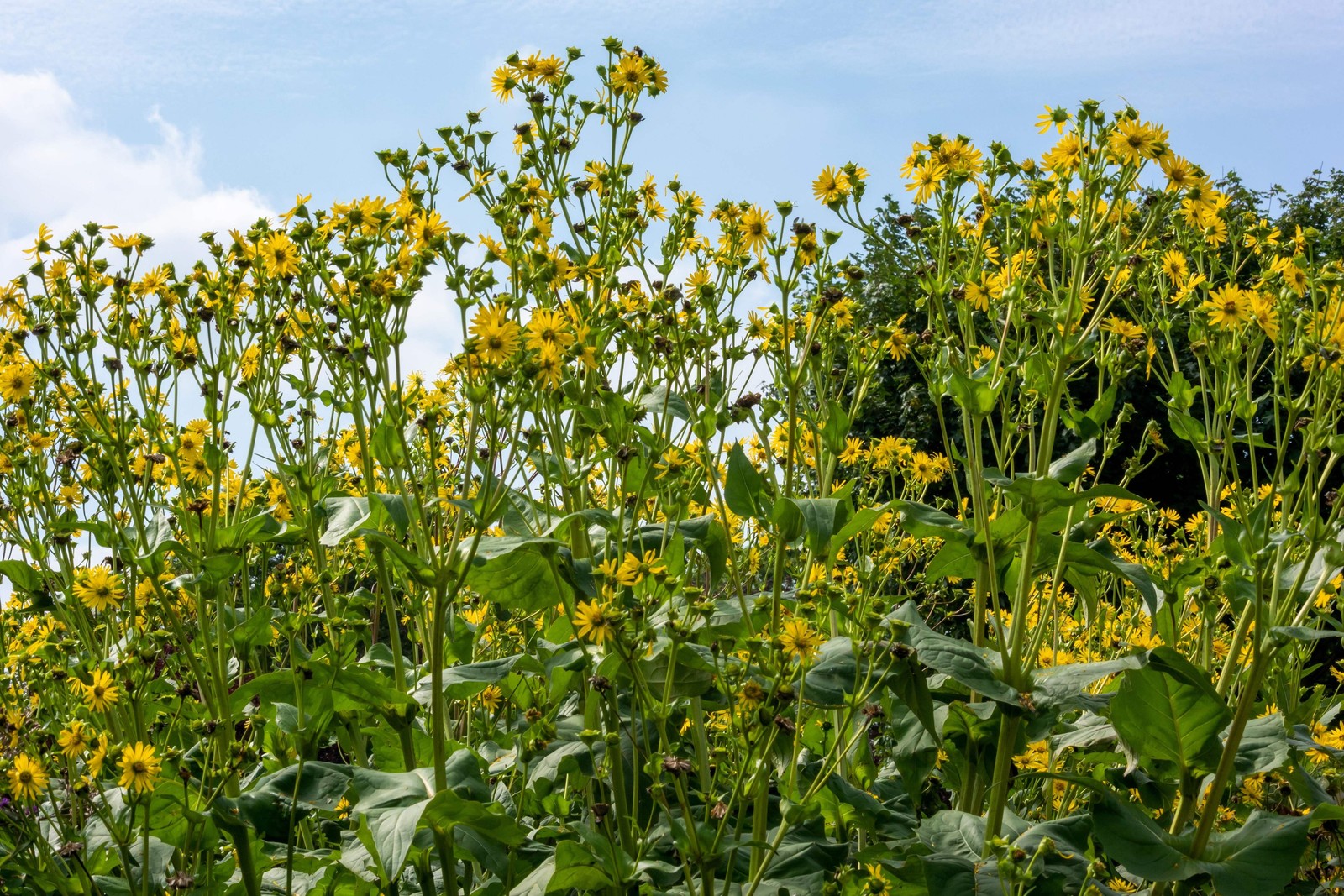 10 Yellow COMPASS PLANT Silphium Laciniatum Prairie Compassplant 4″ Flower Seeds