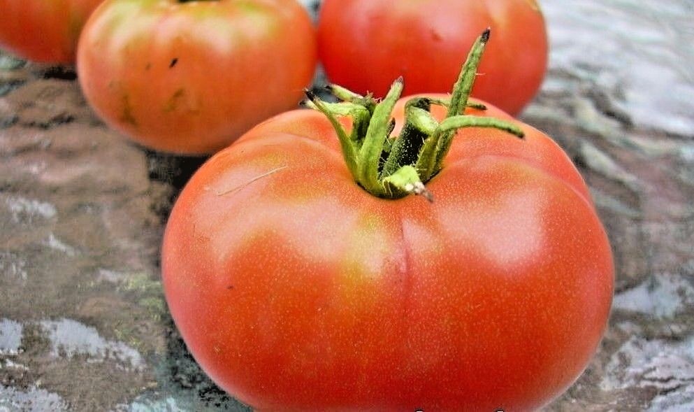 Hank tomato seeds RARE non-gmo heirloom open pollinated MINI BEEFSTEAK