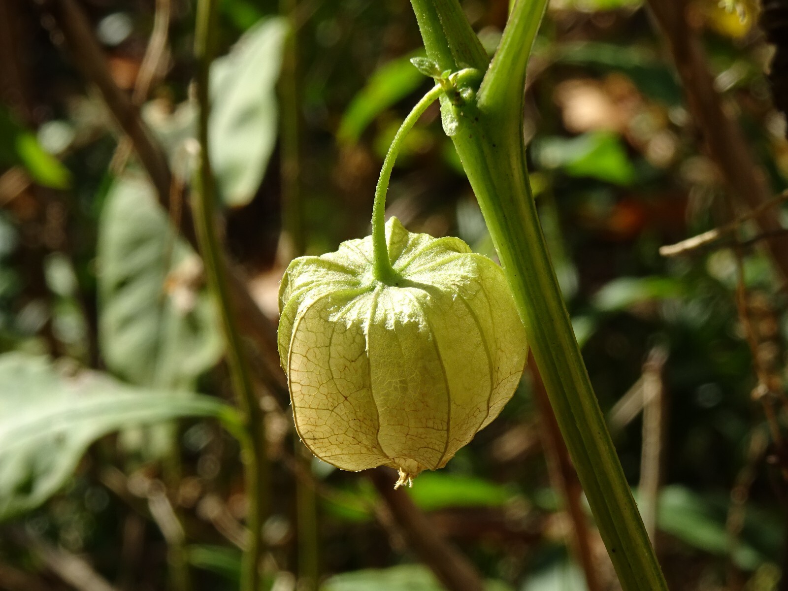 Virginia groundcherry Physalis virginiana Native Perennial Medicinal 25 seeds