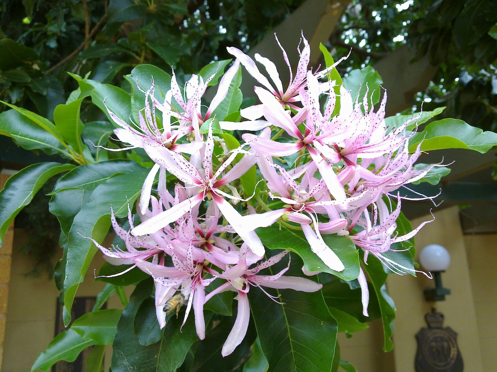 Calodendrum Capense 4 Seeds, African Cape Flowering Chestnut Garden Tree