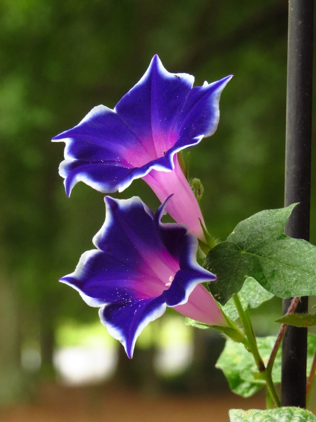 20 Deep Bluish Purple With White Rim Morning Glory Flower Seeds. Rare variety.