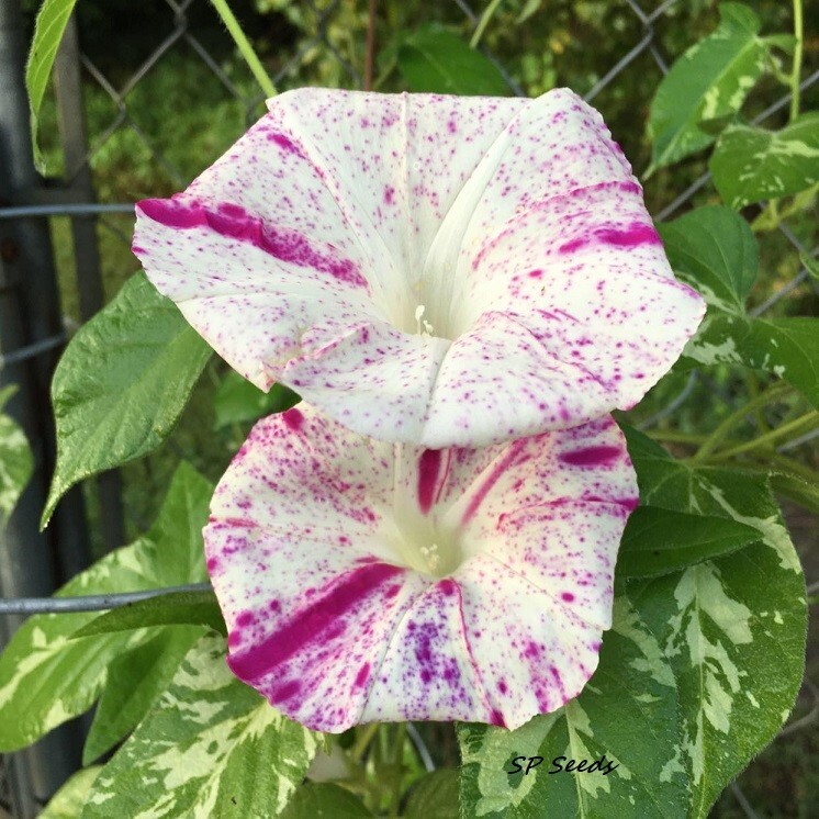 Kanoko – Japanese Morning Glory – ipomoea NIL – 6 seeds -Variegated Leaves