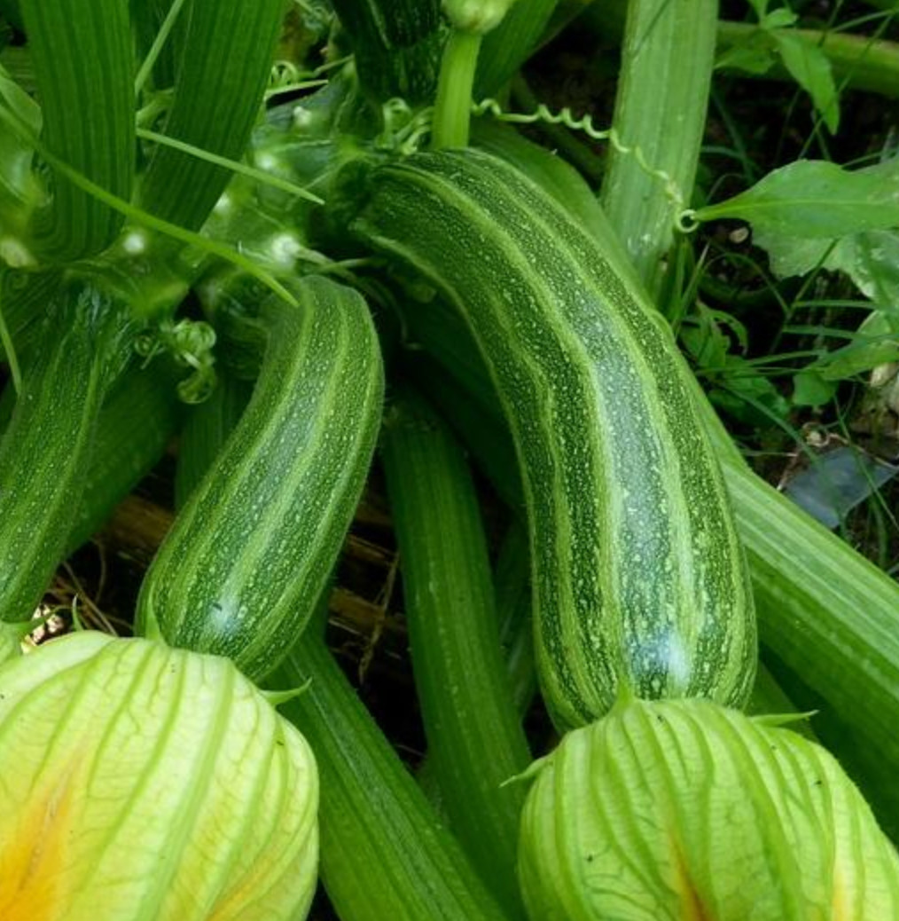 Organic *COCOZELLE* Italian Heirloom Zucchini Squash Seeds
