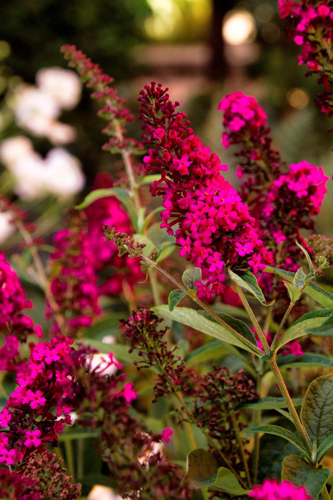 Multi-color Butterfly Bush Mix 150 Seeds- Easy to grow -Comb S/H