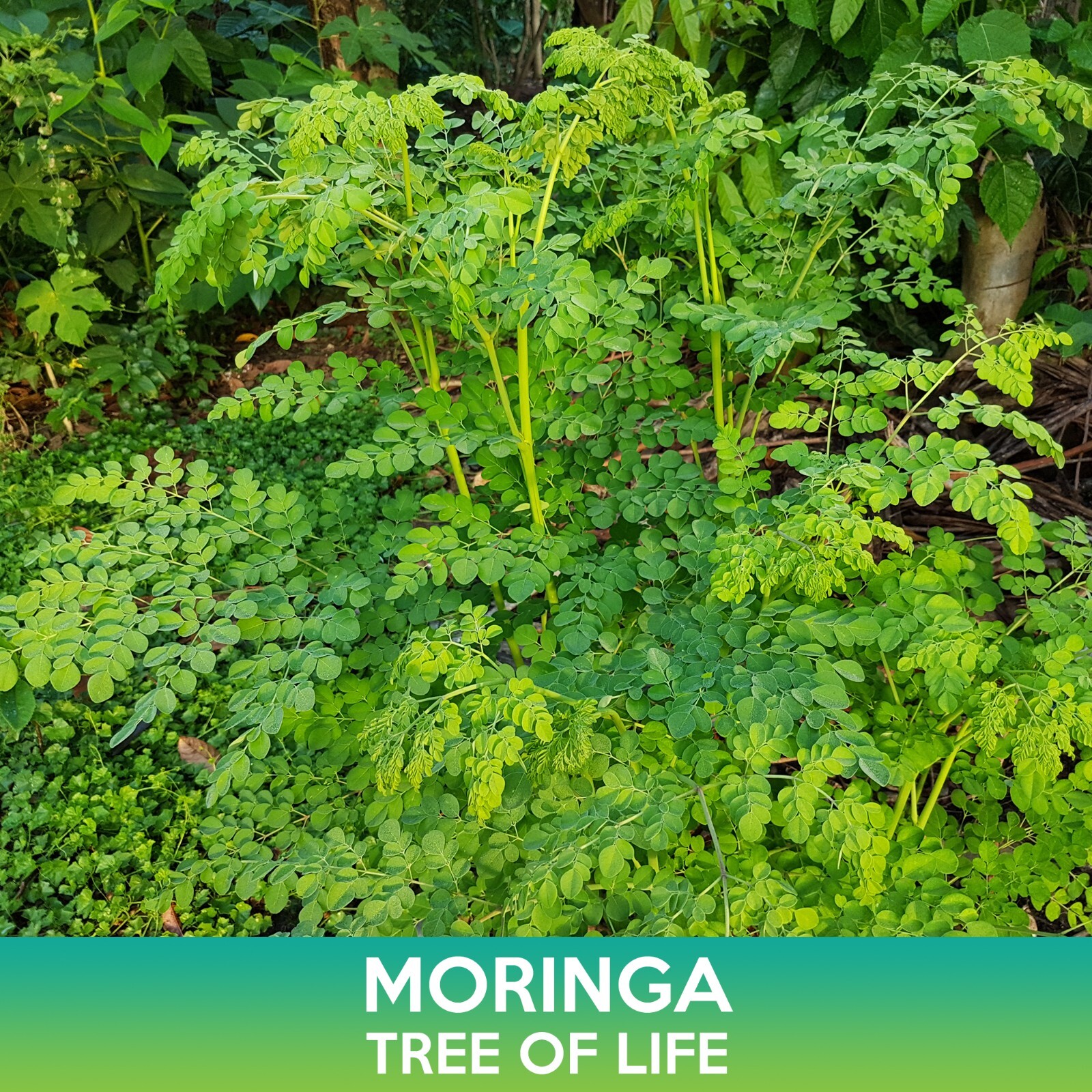 Moringa Seeds, Tree of Life, Moringa oleifera, Offering Free Combined Shipping