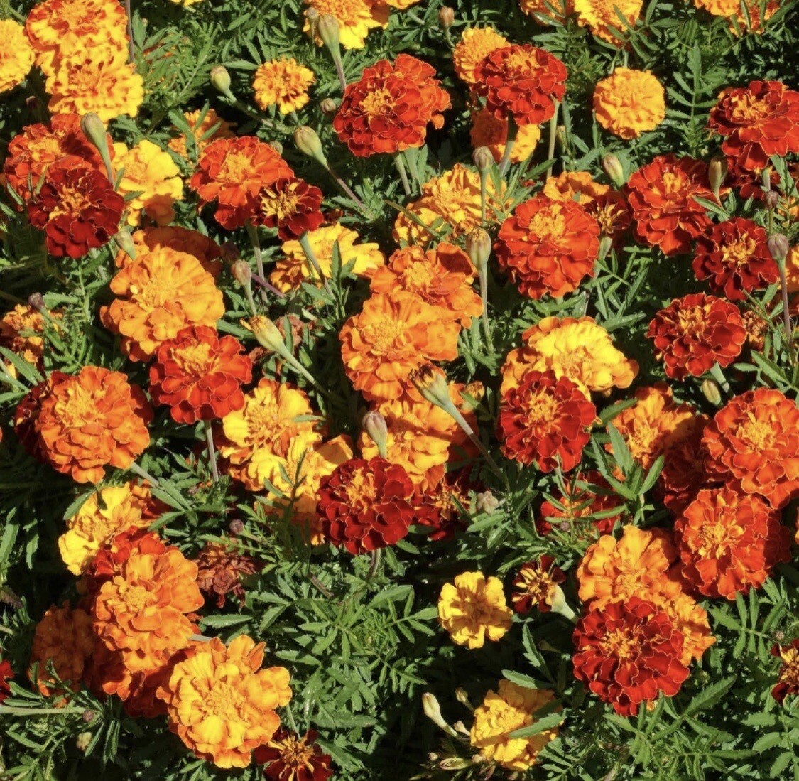 Tagetes Patula French Marigold Garden Flower Seed Mix – 1000 Seeds 1