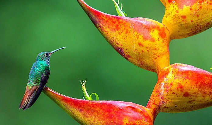 5 SPLASH (Heliconia champneiana) SEEDS Lobster Claw Flower Banana Like Rare