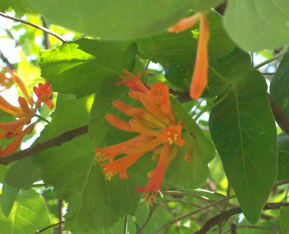 Lonicera ciliosa Orange Honeysuckle 10 seeds