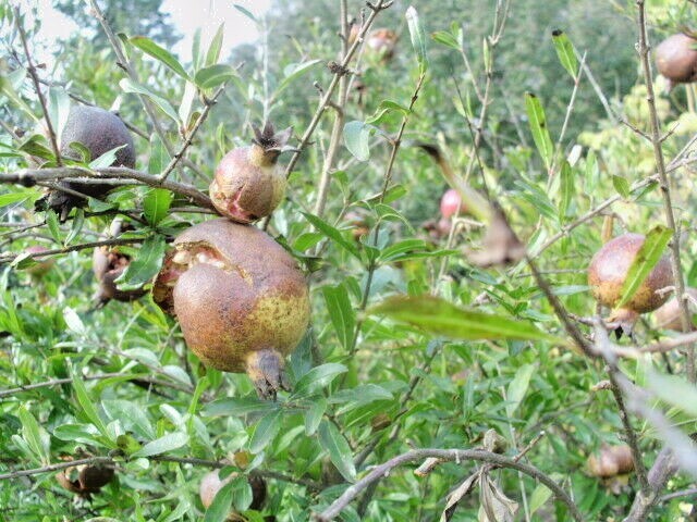 20 STATE FAIR POMEGRANATE SEEDS – Punica granatum ‘State Fair’