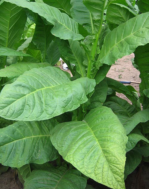 1000 Dixie Bright 27 Tobacco Seeds ~ Heirloom Nicotiana Tabacum ~ Fast grow