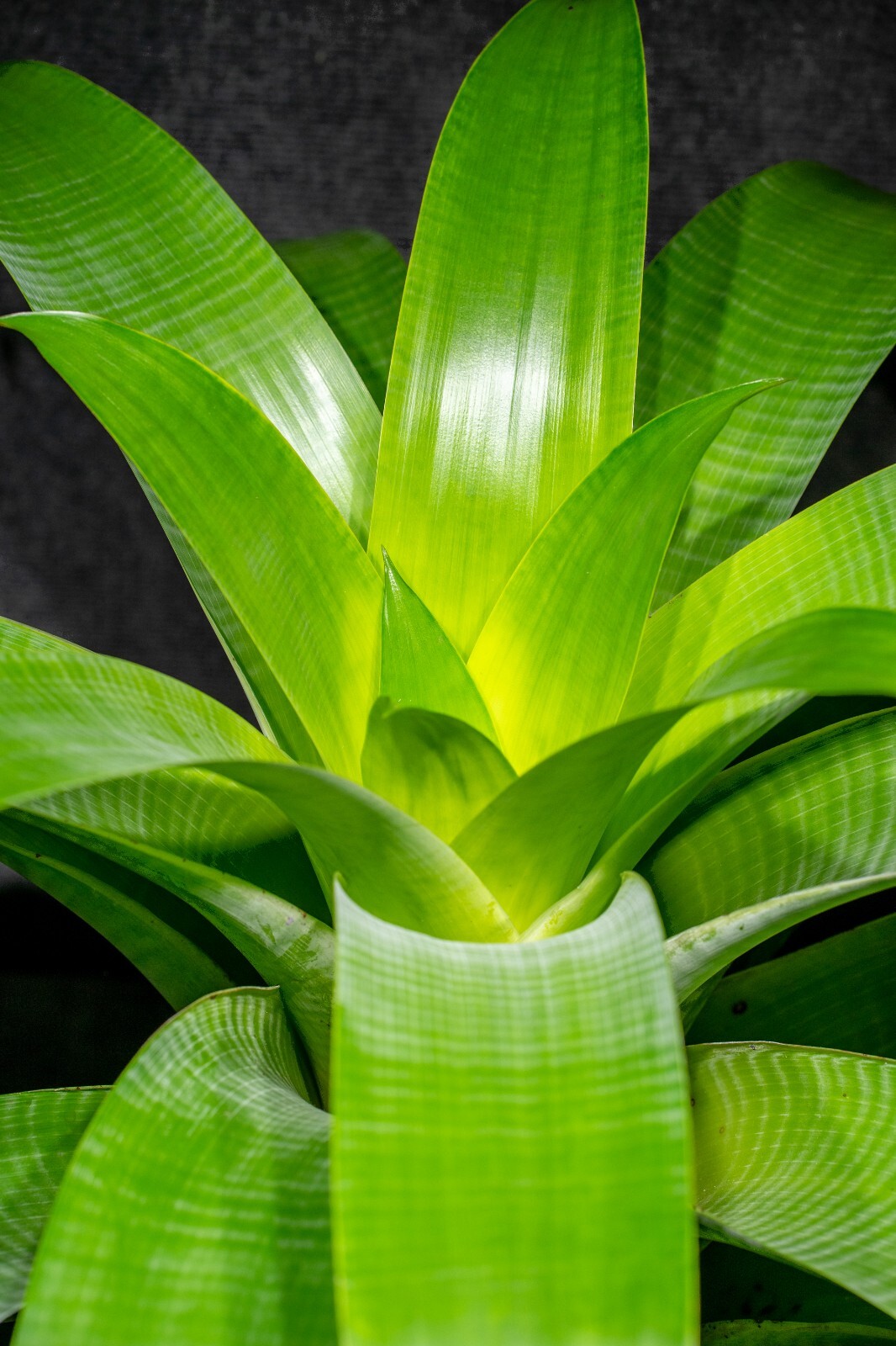 Alcantarea Glauziouana 9″ pot